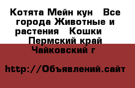 Котята Мейн кун - Все города Животные и растения » Кошки   . Пермский край,Чайковский г.